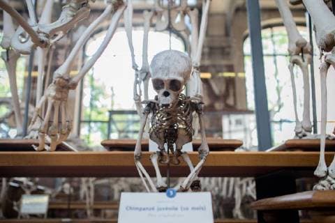 Paris: Paläontologische Abteilung im Naturhistorischen Museum Illustration of the Gallery of Paleontology and Comparative Anatomy of the National Museum of Natural History. in Paris, June 2nd, 2018. -- --.  Copyright: xAurelienxMorissardx