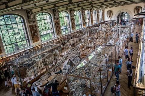 Paris: Paläontologische Abteilung im Naturhistorischen Museum Illustration of the Gallery of Paleontology and Comparative Anatomy of the National Museum of Natural History. in Paris, June 2nd, 2018. -- --.  Copyright: xAurelienxMorissardx