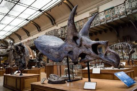 Paris: Paläontologische Abteilung im Naturhistorischen Museum Illustration of the Gallery of Paleontology and Comparative Anatomy of the National Museum of Natural History. in Paris, June 2nd, 2018. -- --.  Copyright: xAurelienxMorissardx