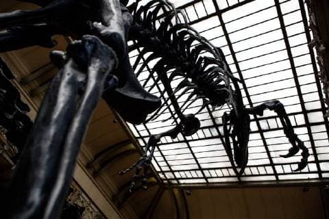 Paris: Paläontologische Abteilung im Naturhistorischen Museum Illustration of the Gallery of Paleontology and Comparative Anatomy of the National Museum of Natural History. in Paris, June 2nd, 2018. -- --.  Copyright: xAurelienxMorissardx
