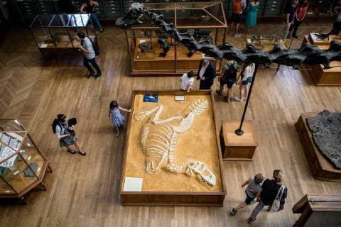 Paris: Paläontologische Abteilung im Naturhistorischen Museum Illustration of the Gallery of Paleontology and Comparative Anatomy of the National Museum of Natural History. in Paris, June 2nd, 2018. -- --.  Copyright: xAurelienxMorissardx