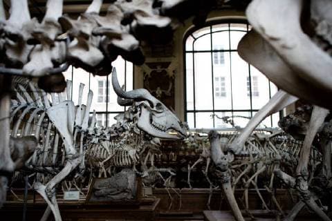 Paris: Paläontologische Abteilung im Naturhistorischen Museum Illustration of the Gallery of Paleontology and Comparative Anatomy of the National Museum of Natural History. in Paris, June 2nd, 2018. -- --.  Copyright: xAurelienxMorissardx