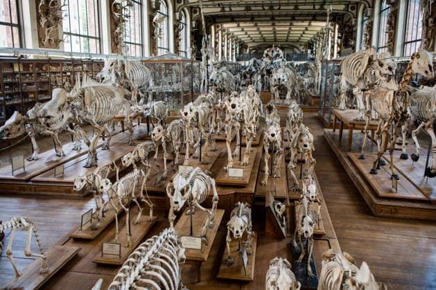 Paris: Paläontologische Abteilung im Naturhistorischen Museum Illustration of the Gallery of Paleontology and Comparative Anatomy of the National Museum of Natural History. in Paris, June 2nd, 2018. -- --.  Copyright: xAurelienxMorissardx
