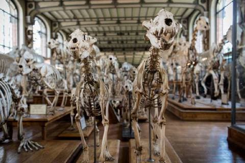 Paris: Paläontologische Abteilung im Naturhistorischen Museum Illustration of the Gallery of Paleontology and Comparative Anatomy of the National Museum of Natural History. in Paris, June 2nd, 2018. -- --.  Copyright: xAurelienxMorissardx