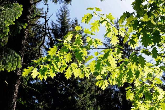 Naturnaher Mischwald mit Fichten und Laubbaeumen wie Roteichen Quercus rubra Mischwald *** Natural mixed forest with spruce trees and deciduous trees such as red oak Quercus rubra mixed forest