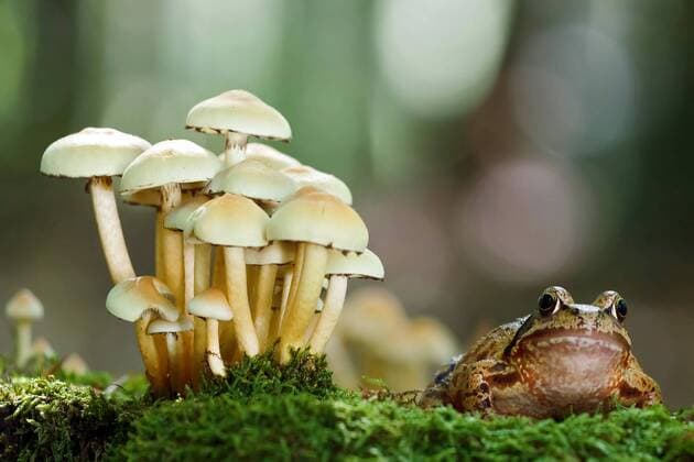 Grasfrosch, Gras-Frosch (Rana temporaria), sitzt im Moos neben einer einer Pilzgruppe, Deutschland, NRW, Bergisches Land common frog, grass frog (Rana temporaria), sitting on moss beside a mushroom group, Germany, North Rhine-Westphalia, Bergisches Land BLWS483652 Copyright: xblickwinkel T.xWillx