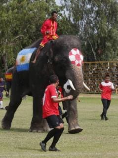 Thailand: World Cup elephant Elephants play soccer with Thai students at a school in Thailand s Ayutthaya province. The match was held as part of a campaign to promote the 2018 World Cup and also to discourage gambling during the competition. Ayutthaya Thailand  ChaiwatxSubprasom