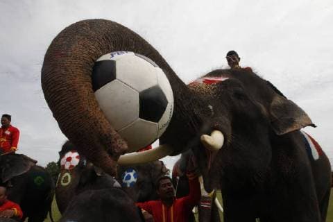 Thailand: World Cup elephant Elephants play soccer with Thai students at a school in Thailand s Ayutthaya province. The match was held as part of a campaign to promote the 2018 World Cup and also to discourage gambling during the competition. Ayutthaya Thailand  ChaiwatxSubprasom
