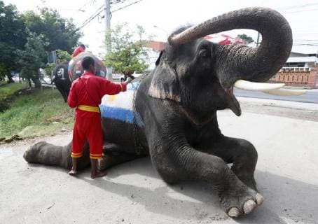 Thailand: World Cup elephant Elephants play soccer with Thai students at a school in Thailand s Ayutthaya province. The match was held as part of a campaign to promote the 2018 World Cup and also to discourage gambling during the competition. Ayutthaya Thailand  ChaiwatxSubprasom