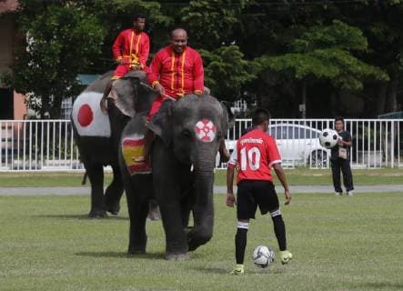 Thailand: World Cup elephant Elephants play soccer with Thai students at a school in Thailand s Ayutthaya province. The match was held as part of a campaign to promote the 2018 World Cup and also to discourage gambling during the competition. Ayutthaya Thailand  ChaiwatxSubprasom