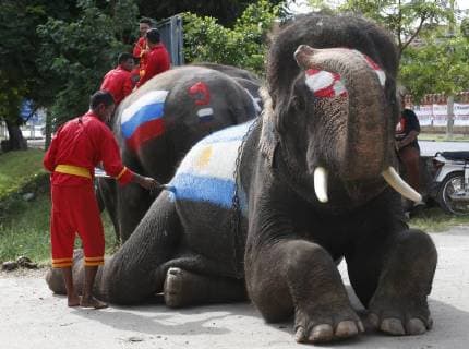 Thailand: World Cup elephant Elephants play soccer with Thai students at a school in Thailand s Ayutthaya province. The match was held as part of a campaign to promote the 2018 World Cup and also to discourage gambling during the competition. Ayutthaya Thailand  ChaiwatxSubprasom