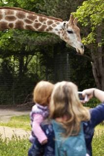 IMAGO Creative: Klimawandel - Umwelterziehung Angolagiraffe, Angola-Giraffe (Giraffa camelopardalis angolensis), Mutter mit Tochter auf dem Arm macht ein Foto von einer Giraffe im Zoo, Deutschland Angolan giraffe, Smoky giraffe (Giraffa camelopardalis angolensis), mother with daughter on the arm taking fotos of a giraffe in a zoo, Germany, North Rhine-Westphalia BLWS484233 Copyright: xblickwinkel S.xZiesex