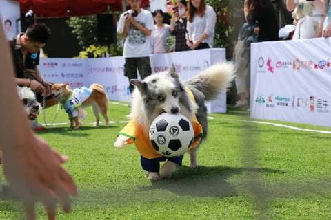 June 13, 2018 - Beijing, China - Dogs participate in a special World Cup football game in Beijing, China. Beijing China  - ZUMAs145 20180613_zaa_s145_121 Copyright: xLiaoxBaojunx