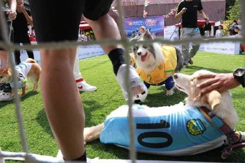 June 13, 2018 - Beijin, Beijin, China - Beijing, CHINA-13th June 2018: Dogs attend a special World Cup football game in Beijing, China, June 13th, 2018. Beijin China  - ZUMAs145 20180613_zaa_s145_116 Copyright: xLiaoxBaojunx