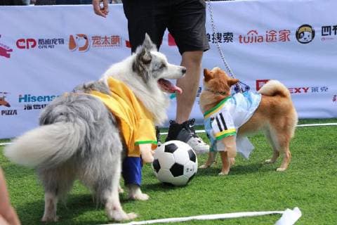 June 13, 2018 - Beijin, Beijin, China - Beijing, CHINA-13th June 2018: Dogs attend a special World Cup football game in Beijing, China, June 13th, 2018. Beijin China  - ZUMAs145 20180613_zaa_s145_119 Copyright: xLiaoxBaojunx