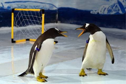 (180614) -- HARBIN, June 14, 2018 -- Penguins play football at the Harbin Polarland in Harbin, capital of northeast China s Heilongjiang Province, June 14, 2018. ) (wsw) CHINA-HEILONGJIANG-PENGUINS-FOOTBALL GAME (CN) CaoxJiyang 
