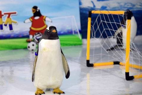 (180614) -- HARBIN, June 14, 2018 -- Penguins play football at the Harbin Polarland in Harbin, capital of northeast China s Heilongjiang Province, June 14, 2018. ) (wsw) CHINA-HEILONGJIANG-PENGUINS-FOOTBALL GAME (CN) CaoxJiyang 