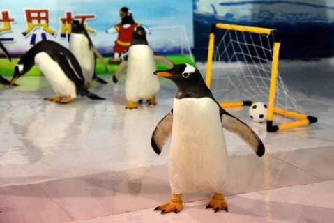 (180614) -- HARBIN, June 14, 2018 -- Penguins play football at the Harbin Polarland in Harbin, capital of northeast China s Heilongjiang Province, June 14, 2018. ) (wsw) CHINA-HEILONGJIANG-PENGUINS-FOOTBALL GAME (CN) CaoxJiyang 