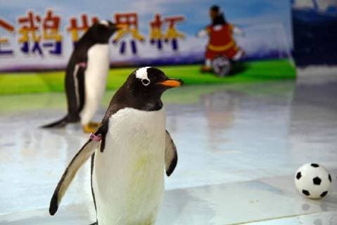 (180614) -- HARBIN, June 14, 2018 -- Penguins play football at the Harbin Polarland in Harbin, capital of northeast China s Heilongjiang Province, June 14, 2018. ) (wsw) CHINA-HEILONGJIANG-PENGUINS-FOOTBALL GAME (CN) CaoxJiyang 