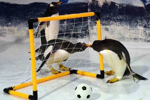 (180614) -- HARBIN, June 14, 2018 -- Penguins play football at the Harbin Polarland in Harbin, capital of northeast China s Heilongjiang Province, June 14, 2018. ) (wsw) CHINA-HEILONGJIANG-PENGUINS-FOOTBALL GAME (CN) CaoxJiyang 