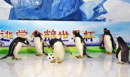 (180614) -- HARBIN, June 14, 2018 -- Penguins play football at the Harbin Polarland in Harbin, capital of northeast China s Heilongjiang Province, June 14, 2018. ) (wsw) CHINA-HEILONGJIANG-PENGUINS-FOOTBALL GAME (CN) CaoxJiyang 