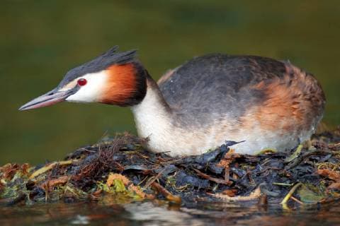 Haubentaucher, Hauben-Taucher (Podiceps cristatus), sitzt auf seinem schwimmenden Nest , Deutschland, NRW, Bergisches Land great crested grebe (Podiceps cristatus), sitting on its swimming nest, Germany, North Rhine-Westphalia, Bergisches Land BLWS484602 Copyright: xblickwinkel T.xWillx