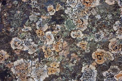 Colorful lichens on rock. East Iceland Iceland Europe Copyright: imageBROKER/StefanxZiese iblszi04685707.jpg
