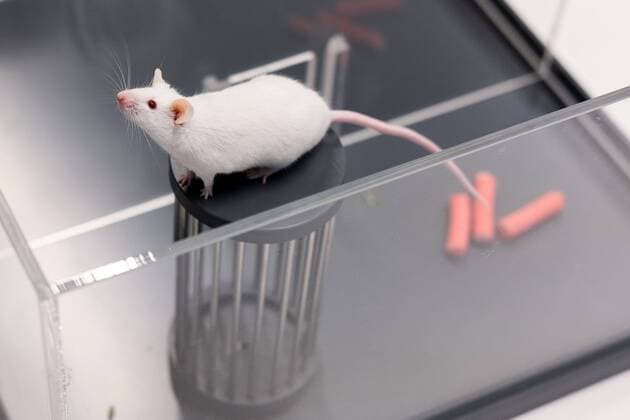 Maus in einer Two Choice Discrimination Versuchsanordnung im Biomedizinischem Forschungszentrum der Justus-Liebig-Universitaet Giessen (Foto vom 16.05.2018). Stephanie Kraemer, Professorin fuer Tierschutz und Versuchstierkunde mit dem Schwerpunkt Refinement nach dem 3R-Prinzip (Replace, Reduce, Refine) im Fachbereich Veterinaermedizin, fuehrt die Versuchsreihen mit Maeusen durch. Hier lernen Wissenschaftler, wie sie bei Tierversuchen mit Maeusen umgehen muessen. Ziel der Forschung ist es die Zahl der Versuchstiere zu begrenzen und das Leid der Tiere so gering wie moeglich zu halten. (Siehe epd-Feature vom 25.06.2018) 3R-Forschung soll Tierversuche reduzieren *** Mouse in a Two Choice Discrimination Experimental setup in the Biomedical Research Center of the Justus Liebig University Giessen Photo of 16 05 2018 Stephanie Kraemer Professor o Copyright: epd-bild RolfxK.xWegst EDITORIAL USE ONLY