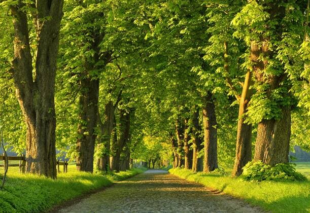 Kastanien-Allee im Abendlicht, altes Kopfsteinpflaster, bei Binz, Insel Rügen, Mecklenburg-Vorpommern, Deutschland, Europa *** Chestnuts avenue in evening light old cobblestone at Binz island Rügen Mecklenburg Vorpommern Germany Europe Copyright: imageBROKER AndreasxVitting iblavi04704141.jpg