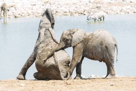 Africa, Namibia, Baby elephants playing next to a waterhole in Etosha National Park  GEMF01922