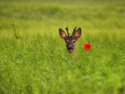 Europaeisches Reh (Capreolus capreolus), junger Rehbock schaut aus einem Getreidefeld, Oesterreich, Burgenland roe deer (Capreolus capreolus), young buck peering from a field, Austria, Burgenland BLWS484924 Copyright: xblickwinkel S.xMeyersx