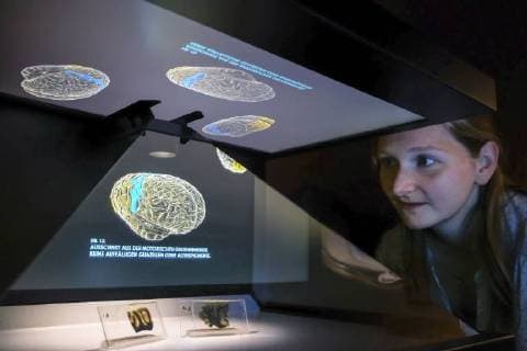 Eine Frau betrachtet zwei histologische Schnitte aus dem Gehirn von Albert Einstein, eine Leihgabe vom Muetter Museum Philadelphia (USA), mit dreidimensionen Computeranimationen darueber der Sonderausstellung Das Gehirn - Intelligenz, Bewusstsein, Gefuehl im LWL-Museum für Naturkunde, Muenster, 26.06.18. Das LWL-Naturkundemuseum in Muenster erkundet ab Freitag (29.06.18) in einer grossen Themenschau die anatomische Vielfalt und Leistungskraft des Gehirns. Auf einer Ausstellungsflaeche von 1.200 Quadratmetern werden 770 Objekte gezeigt. Unterteilt in 13 Themenbereiche sollen die Exponate Aufschluss geben ueber das komplexe Organ, das Handlungen bestimmt, die Persoenlichkeit formt und fuer die Gefuehle verantwortlich ist. Wertvollstes Exponat sind zwei Scheiben aus dem Gehirn von Albert Einstein (1879-1955). Der US-Pathologe Thomas Harve Copyright: epd-bild FriedrichxStark EDITORIAL USE ONLY