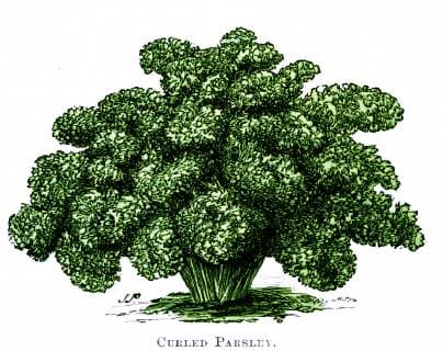 Illustration of French curled Parsley. 19th century gardening book. 1893 917_05_WHA_115_0502