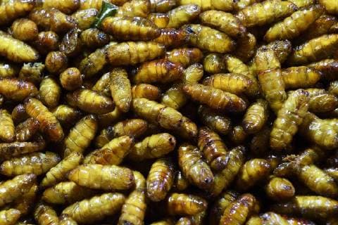 deep fried caterpillars Chillva market Phuket thailand mcpins mcpins