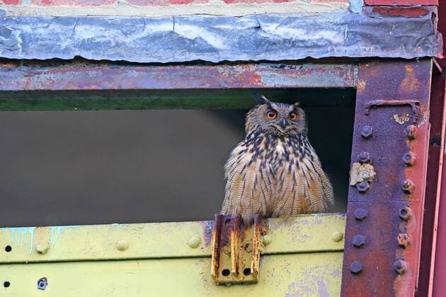 Uhu, Europaeischer Uhu (Bubo bubo), sitzt in altem Zechengebaeude, Deutschland, Nordrhein-Westfalen, Ruhrgebiet, Herne northern eagle owl (Bubo bubo), sits in an old pit building, Germany, North Rhine-Westphalia, Ruhr Area, Herne BLWS485698 Copyright: xblickwinkel M.xWoikex