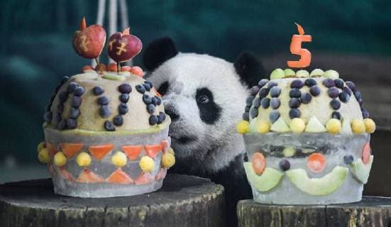 Entertainment Themen der Woche KW26 Entertainment Bilder des Tages (180706) -- TAIPEI, July 6, 2018 -- Photo taken on July 6, 2018 shows giant panda Yuan Zai looking at its birthday cake at Taipei Zoo in Taipei, southeast China s Taiwan. July 6 this year marks the fifth birthday of a giant panda nicknamed Yuan Zai , whose parents are from Chinese mainland. ) (sxk) CHINA-TAIPEI-GIANT PANDA (CN) XuexYubin 