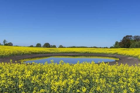  Blühendes Rapsfeld (Brassica napus) spiegelt sich in einem Soll, blauer Himmel, Mecklenburg-Vorpommern, Deutschland, Europa *** Flowering rape field Brassica napus reflected in a target blue sky Mecklenburg Vorpommern Germany Europe Copyright: imageBROKER/HelmutxMeyerxzurxCapellen ibxmzc04705257.jpg