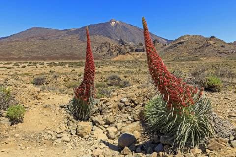 Volcano Pico del Teide Blossoming Wildprets Wildlife Echium wildpretii Las Canadas del Teide National Park Tenerife Canary Islands Spain Europe Copyright: imageBROKER/RonaldxWittek ibxron04702659.jpg