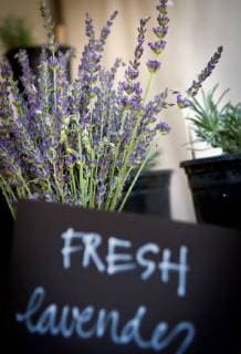 July 7, 2018 - Albuquerque, New Mexico, U.S. - -- Bundles of fresh lavender were displayed inside the Bluefly Farms tent during the Lavender in the Village festival at the Agri-Nature Center in Los Ranchos, Saturday, July 7, 2018. Albuquerque U.S. - ZUMAab1_ 20180707_zaf_ab1_001 Copyright: xMarlaxBrosex