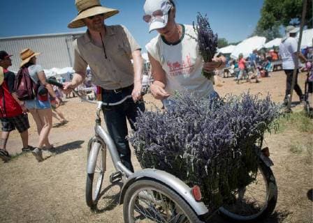 July 7, 2018 - Albuquerque, New Mexico, U.S. - -- Travis Jones, left, the lavender farmer at Los Poblanos Inn & Farm bring in a tricycle carrying bundles of fresh lavender that Amy Carrara, also from Los Poblanos, takes to restock the farm s tent during Lavender in the Village festival at the Agri-Nature Center in Los Ranchos, Saturday, July 7, 2018. Some of the lavender products that were for sale inside the Los Poblanos tent included lotions, sauves, oils, soaps, breads, donuts and lemonade. Albuquerque U.S. - ZUMAab1_ 20180707_zaf_ab1_003 Copyright: xMarlaxBrosex