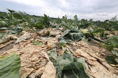 IMAGO Nature: Unsere Erde, Klimawandel, Dürren News Themen der Woche KW28 News Themen der Woche News Bilder des Tages Ronnenberg, Gemüsebauer Thomas Scheu vor vertrockneten Blumenkohl Pflanzen, Dürre, Trockenheit, Landwirt, *** Ronnenberg vegetable farmer Thomas Scheu in front of dried cauliflower plants drought dryness farmer