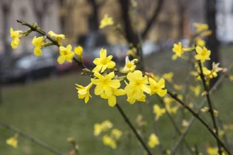 Winterjasmin, Jasminum nudiflorum - Winterjasmin, Jasminum nudiflorum *** Winter Jasmin Jasminum nudiflorum Winter Jasmin Jasminum nudiflorum  1065512075