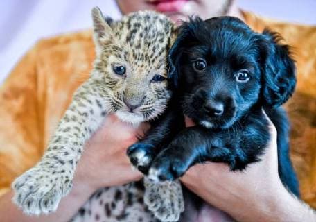 Entertainment Themen der Woche KW29 Entertainment Bilder des Tages VLADIVOSTOK, RUSSIA - JULY 20, 2018: A leopard cub named Steffanie and a puppy mothered by Sherry the Spaniel dog at the Sadgorod zoo. Yuri Smityuk TASS  TS08A352