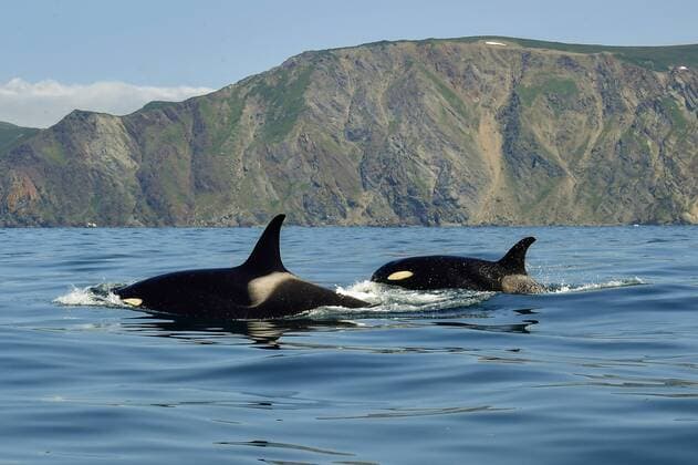 KAMCHATKA TERRITORY, RUSSIA - JULY 15, 2018: Orcas in Avacha Bay off Kamchatka Peninsula on Russia s Pacific coast. Yuri Smityuk TASS  TS08A6F1