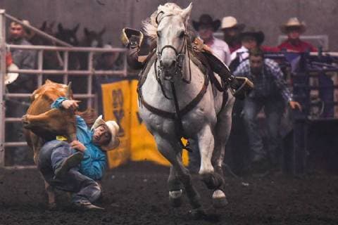 July 23, 2018 - Edmonton, Alberta, Canada - Steer wrestler Ben Ramey from Ponoka, AB, in action during the K-Days Rodeo in Edmonton..On Sunday, July 22, 2018, in Edmonton, Alberta, Canada. Edmonton Canada  - ZUMAn230 20180723_zaa_n230_494 Copyright: xArturxWidakx