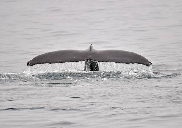 KAMCHATKA TERRITORY, RUSSIA - JULY 11, 2018: A humpback whale in Avacha Bay off Kamchatka Peninsula on Russia s Pacific coast. Yuri Smityuk TASS  TS08A9CF
