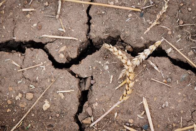 Ermstedt 250718 Agriculture Wheat harvest until late at night In the picture The dry, torn soil after the wheat harvest near Erfurt reflects the dryness of recent months