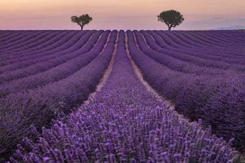 Valensole, Alpes-de-Haute-Provence, Provence, France, Europe *** Valensole Alpes de Haute Provence Provence France Europe