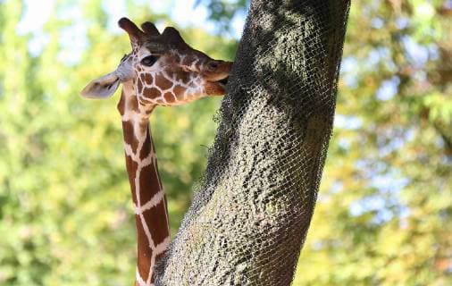 26 07 2018 xcex Germany Frankfurt Zoo Animals Zoo Frankfurt Giraffe net giraffe CE