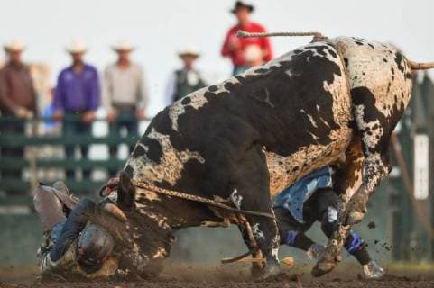 News-Bilder des Tages July 28, 2018 - Bonnyville, Canada - Bull rider, Jacob Gardner from Fort St. John, BC, in action during the opening day of Bonnyville Pro Rodeo 2018..On Friday, July 27, 2018, in Bonnyville, Alberta, Canada. Bonnyville Canada - ZUMAn230 20180728_zaa_n230_035 Copyright: xArturxWidakx